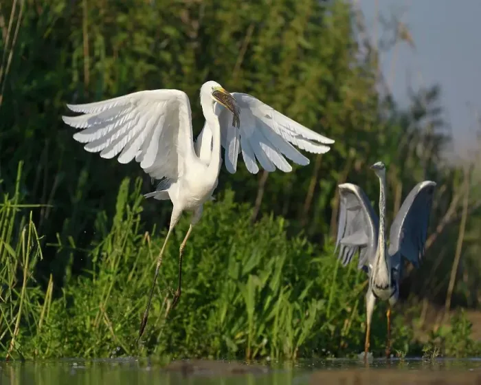 Framed Print : A Great Egret (Ardea alba), taking off with a fish in its beak, is followed by a Grey Heron (Ardea cinerea), Kiskunsag National Park, Southeastern Hungary, Hungary Framed Print : A Great Egret (Ardea alba), taking off with a fish in its beak, is followed by a Grey Heron (Ardea cinerea), Kiskunsag National Park, Southeastern Hungary, Hungary