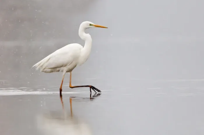 Framed Print : Great Egret -Ardea alba- wading through water during snowfall, North Hesse, Hesse, Germany Framed Print : Great Egret -Ardea alba- wading through water during snowfall, North Hesse, Hesse, Germany