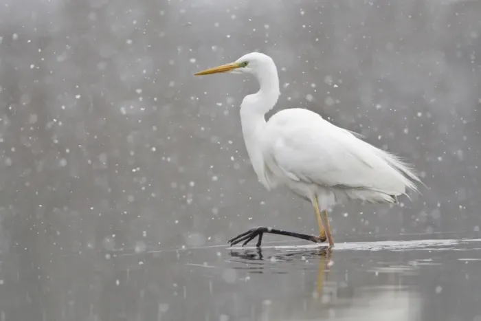 Framed Print : Great Egret -casmerodius albus, Egretta alba- walking during snowfall, North Hesse, Hesse, Germany Framed Print : Great Egret -casmerodius albus, Egretta alba- walking during snowfall, North Hesse, Hesse, Germany