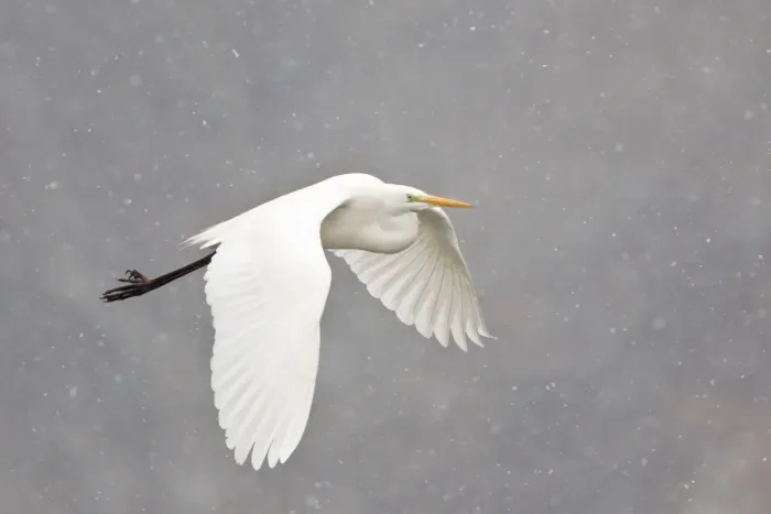 Framed Print : Great Egret -casmerodius albus, Egretta alba- flying during snowfall, North Hesse, Hesse, Germany Framed Print : Great Egret -casmerodius albus, Egretta alba- flying during snowfall, North Hesse, Hesse, Germany