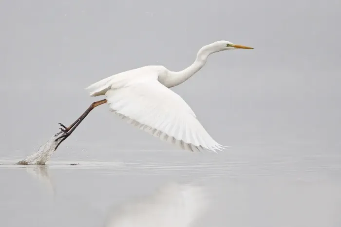 Framed Print : Great Egret -casmerodius albus, Egretta alba- taking off, North Hesse, Hesse, Germany Framed Print : Great Egret -casmerodius albus, Egretta alba- taking off, North Hesse, Hesse, Germany