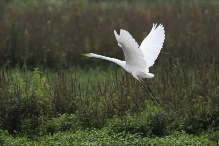 Framed Print : Great Egret -Casmerodius albus- in flight, Rottenschwil, Switzerland, Europe Framed Print : Great Egret -Casmerodius albus- in flight, Rottenschwil, Switzerland, Europe