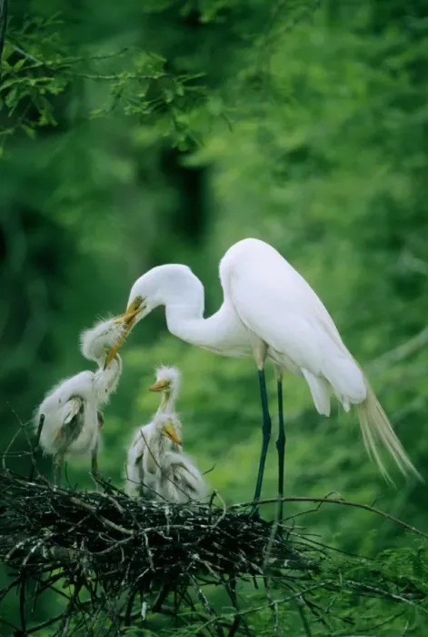 Framed Print : Great egret (Casmerodius albus) in nest, feeding chicks, side view Framed Print : Great egret (Casmerodius albus) in nest, feeding chicks, side view