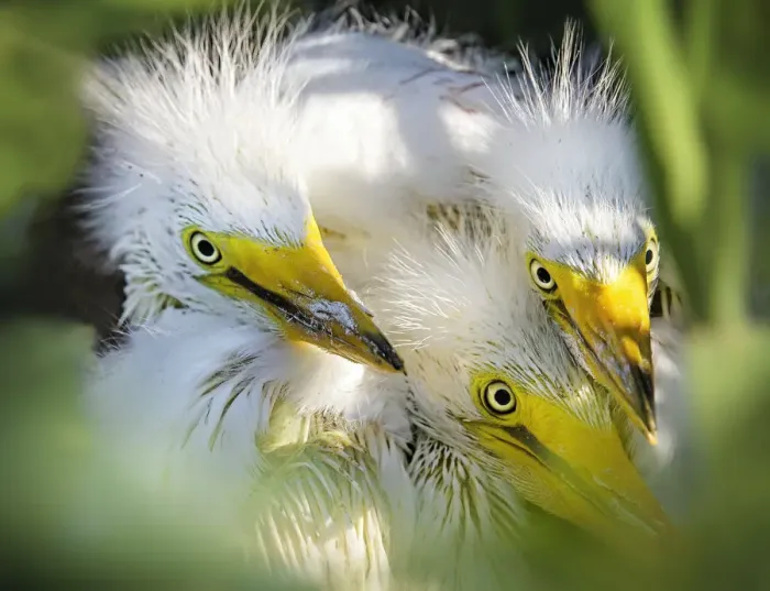 Framed Print : Three Great Egret Chicks Pose for the Camera Framed Print : Three Great Egret Chicks Pose for the Camera