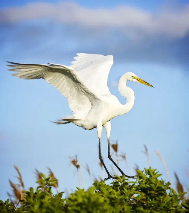 Framed Print : Great Egret Comes in for Landing on Tree Against Blue Sky Framed Print : Great Egret Comes in for Landing on Tree Against Blue Sky