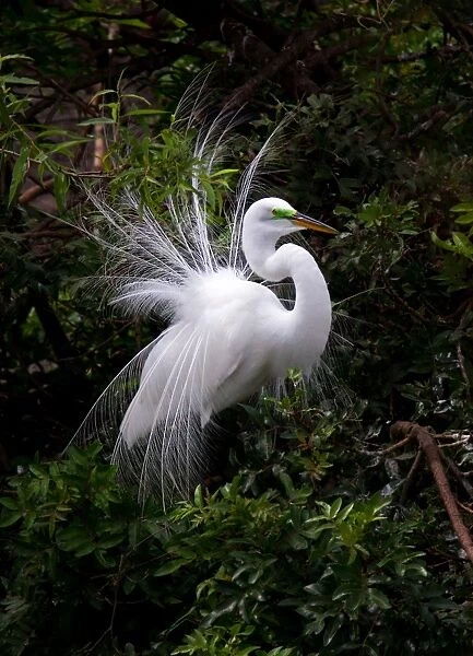 Great Egret displaying