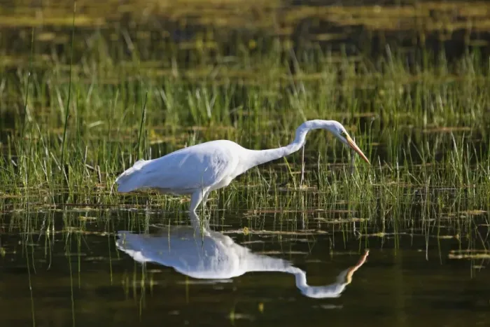 Framed Print : Great Egret (Egretta alba), Allgaeu, Bavaria, Germany, Europe Framed Print : Great Egret (Egretta alba), Allgaeu, Bavaria, Germany, Europe