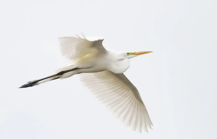 Framed Print : Great egret in flight Framed Print : Great egret in flight