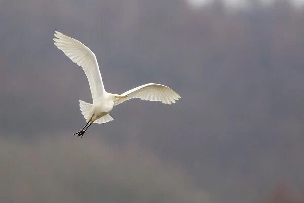 Great Egret or Great White Heron -Ardea alba- in flight, North Hesse, Hesse, Germany