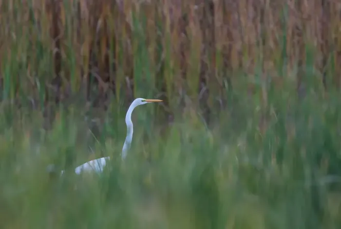 Framed Print : Great egret in marsh Framed Print : Great egret in marsh