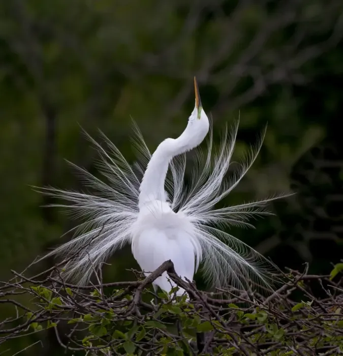 Framed Print : Great Egret Mating Display Florida Framed Print : Great Egret Mating Display Florida