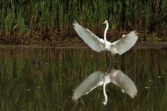 Framed Print : Great egret reflection Framed Print : Great egret reflection