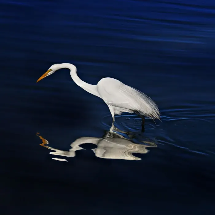 Framed Print : Great Egret Self Reflections Framed Print : Great Egret Self Reflections