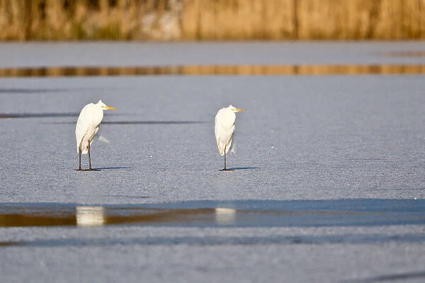 Two Great Egrets -Ardea alba- standing on ice, North Hesse, Hesse, Germany