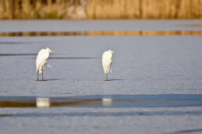 Framed Print : Two Great Egrets -Ardea alba- standing on ice, North Hesse, Hesse, Germany Framed Print : Two Great Egrets -Ardea alba- standing on ice, North Hesse, Hesse, Germany