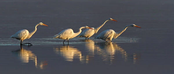 Four Great Egrets fishing