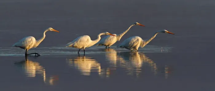 Framed Print : Four Great Egrets fishing Framed Print : Four Great Egrets fishing