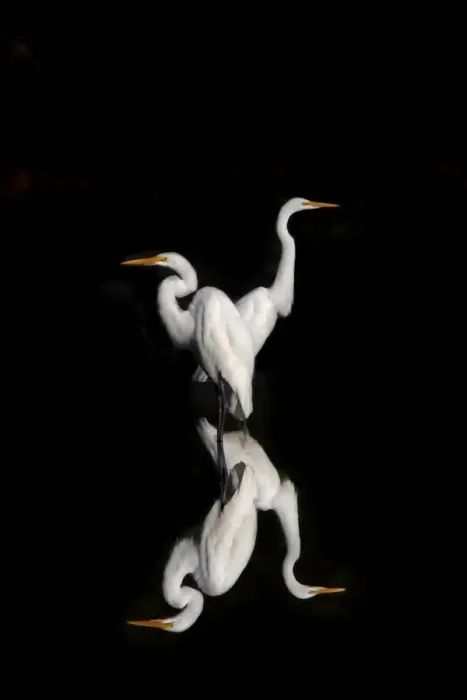 Framed Print : Great Egrets Reflection