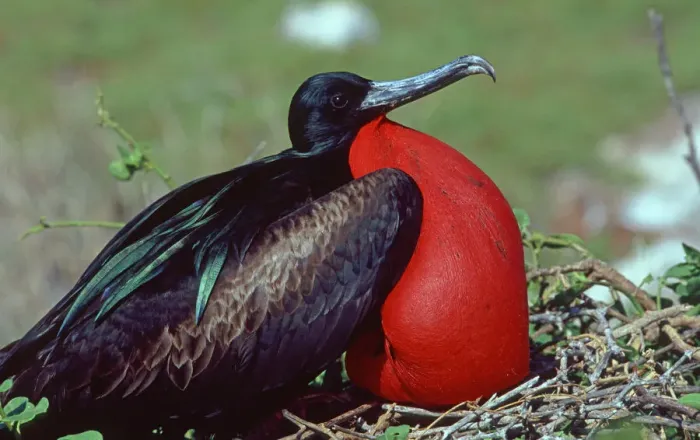 Framed Print : Great Frigatebird (Fregata minor), Galapagos Framed Print : Great Frigatebird (Fregata minor), Galapagos
