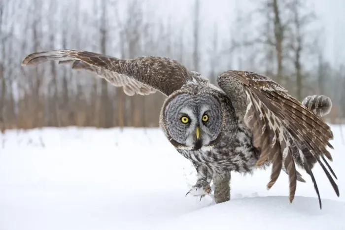 Framed Print : Great Gray Owl Framed Print : Great Gray Owl