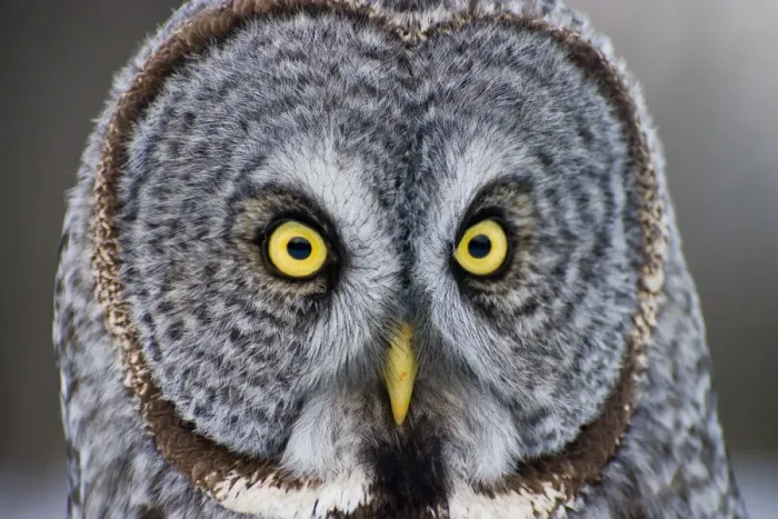 Framed Print : Great Gray Owl Framed Print : Great Gray Owl