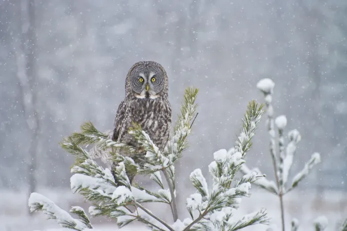 Framed Print : Great Gray Owl Framed Print : Great Gray Owl