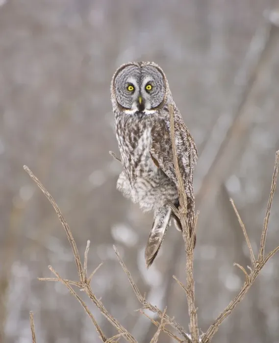 Framed Print : Great Gray Owl Framed Print : Great Gray Owl