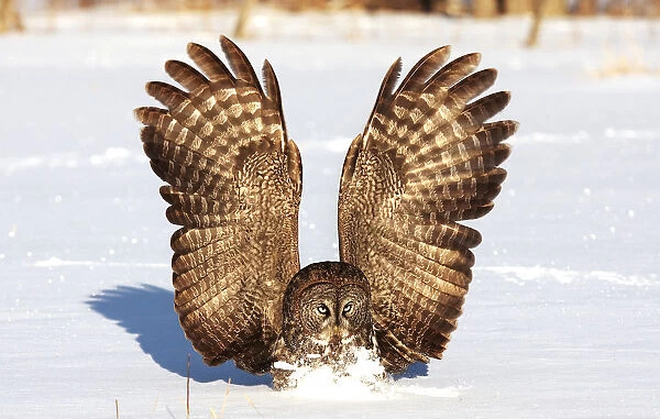 Great gray owl catches mouse