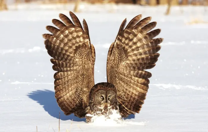 Framed Print : Great gray owl catches mouse Framed Print : Great gray owl catches mouse