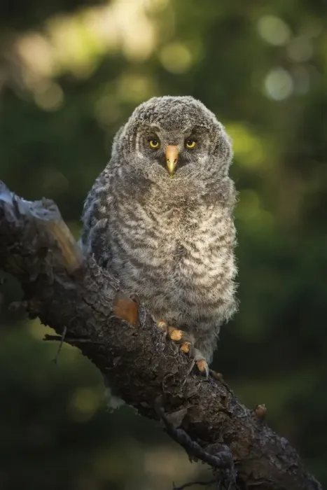 Framed Print : Great Gray Owl Chick