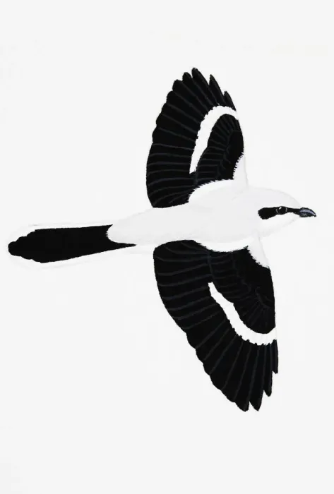 Framed Print : Great Gray Shrike (Lanius excubitor), adult Framed Print : Great Gray Shrike (Lanius excubitor), adult