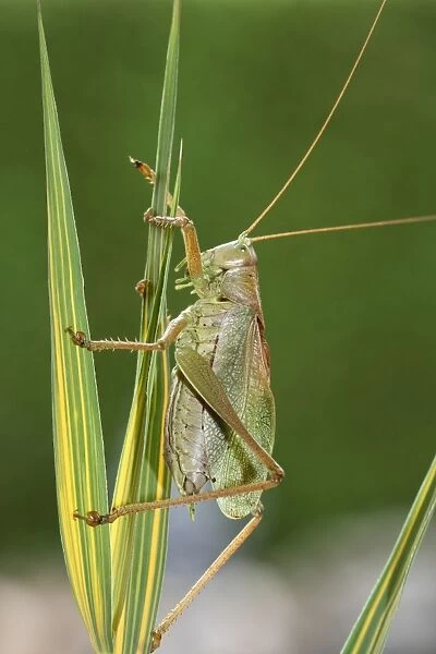 Great Green Bush-Cricket -Tettigonia viridissima-, Hungary, Europe