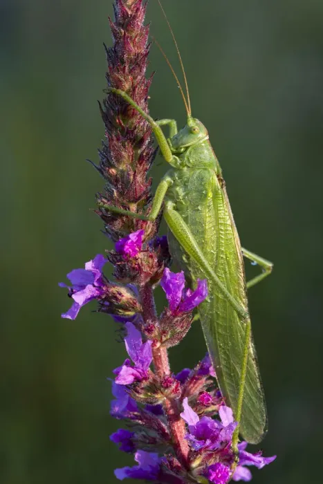 Framed Print : Great Green Bush-Cricket -Tettigonia viridissima-, Burgenland, Austria Framed Print : Great Green Bush-Cricket -Tettigonia viridissima-, Burgenland, Austria