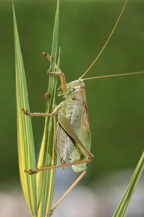 Framed Print : Great Green Bush-Cricket -Tettigonia viridissima-, Hungary, Europe