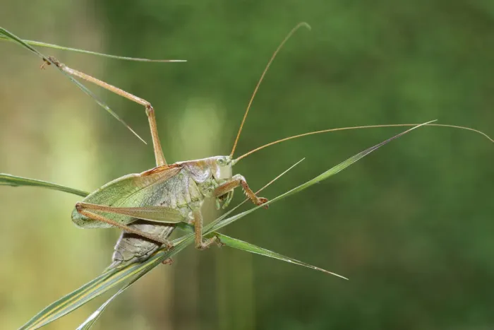 Framed Print : Great Green Bush-Cricket -Tettigonia viridissima-, Hungary, Europe Framed Print : Great Green Bush-Cricket -Tettigonia viridissima-, Hungary, Europe