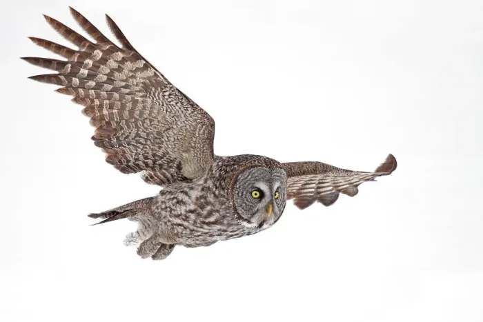 Framed Print : Great Grey Flyby