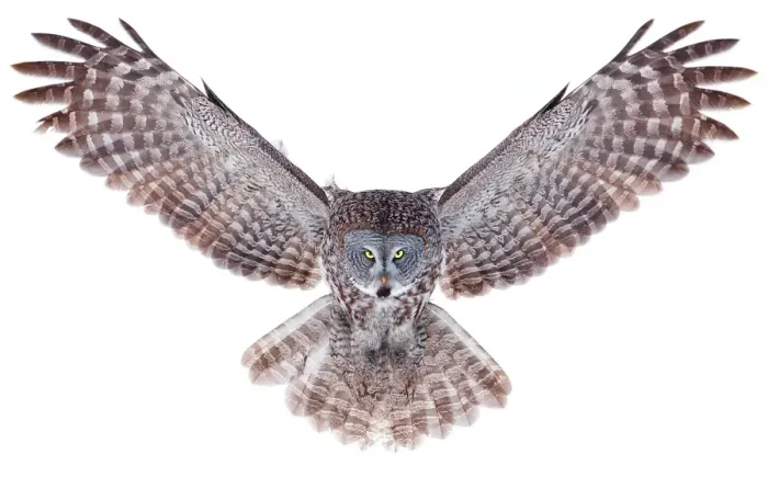 Framed Print : Power. Great grey owl