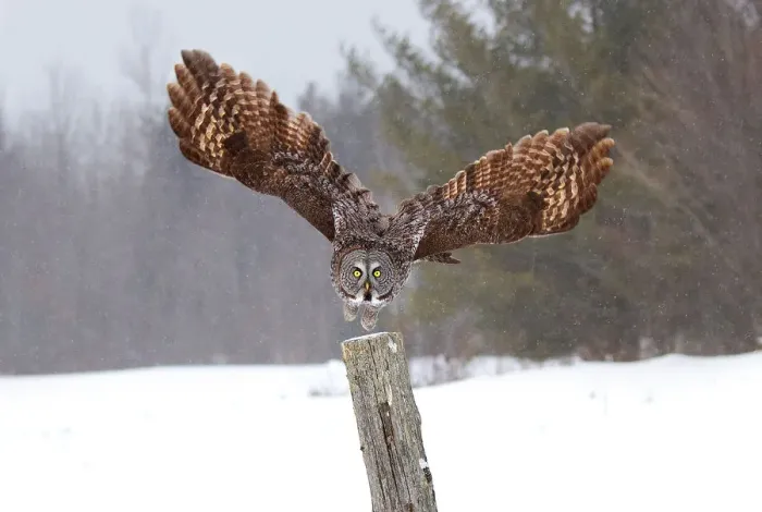 Framed Print : Great Grey Owl Attacks
