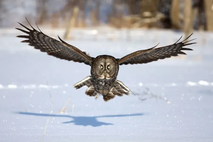 Framed Print : Great grey owl coming at you Framed Print : Great grey owl coming at you
