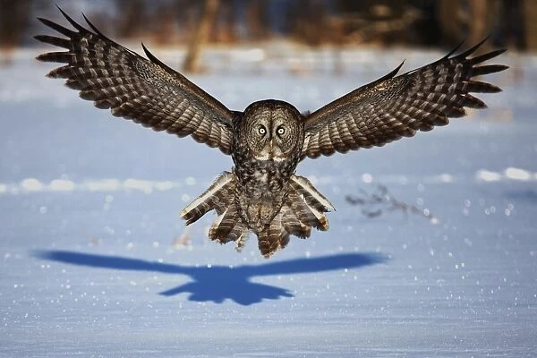 Great grey owl in your face