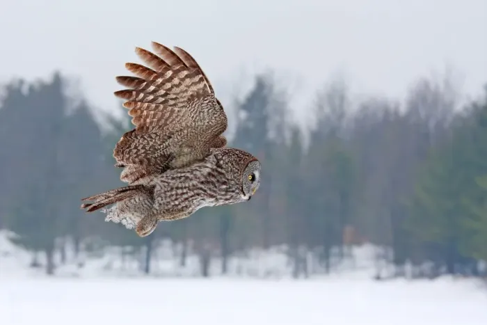 Framed Print : Great grey owl flies past me
