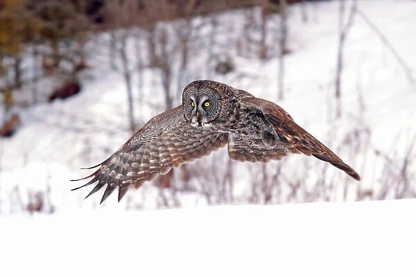 Great Grey owl flight