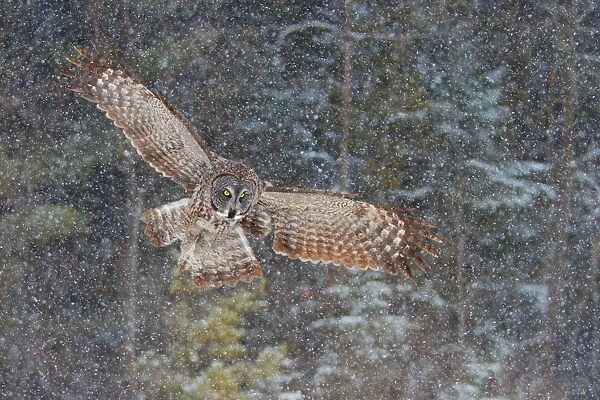 Great Grey Owl in flight
