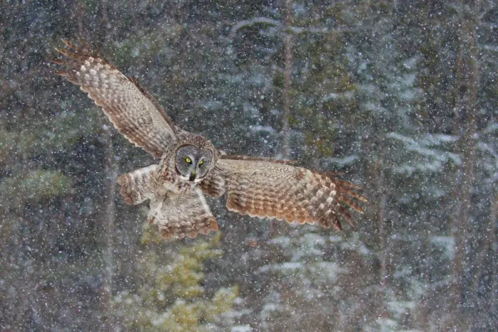 Framed Print : Great Grey Owl in flight Framed Print : Great Grey Owl in flight