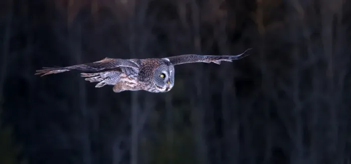 Framed Print : Great grey owl flying Framed Print : Great grey owl flying