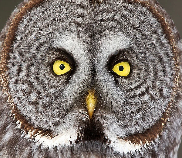 Great grey owl headshot