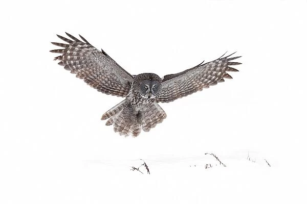 Great Grey owl landing