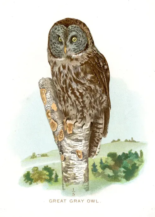 Framed Print : Great grey owl lithograph 1897 Framed Print : Great grey owl lithograph 1897