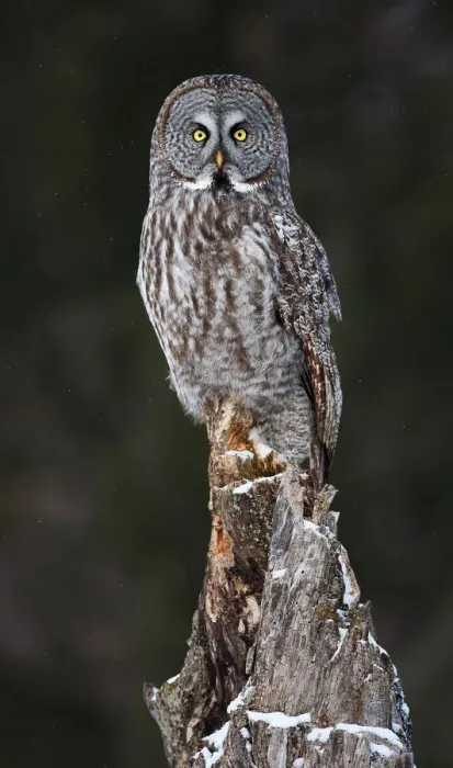 Framed Print : Great grey owl perch Framed Print : Great grey owl perch
