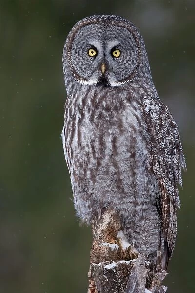 Great Grey Owl Perch